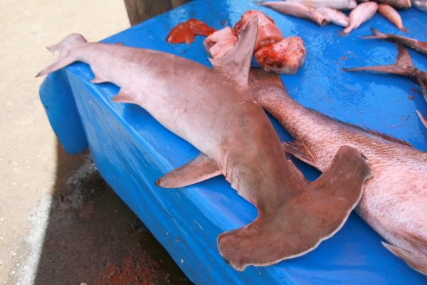 hammerheads at the market in bengkulu.JPG